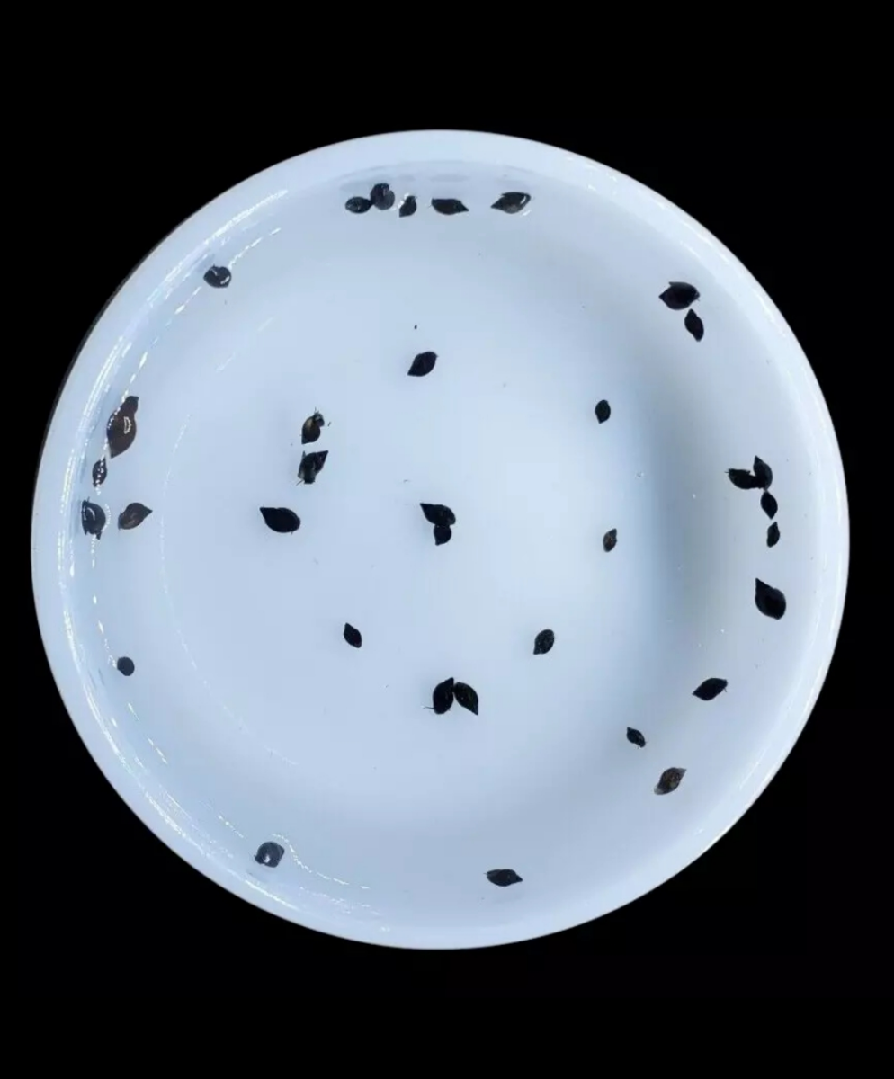 50+ Live Bladder snails(Physella acuta)-Feeders-Nutritious Live Food-Puffer food