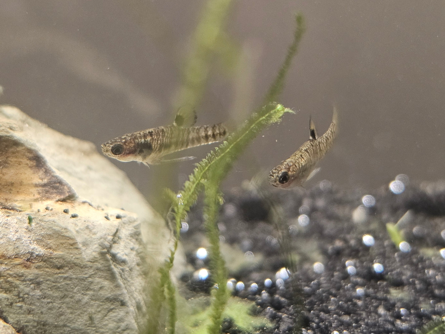 Least killifish (Heterandria formosa)