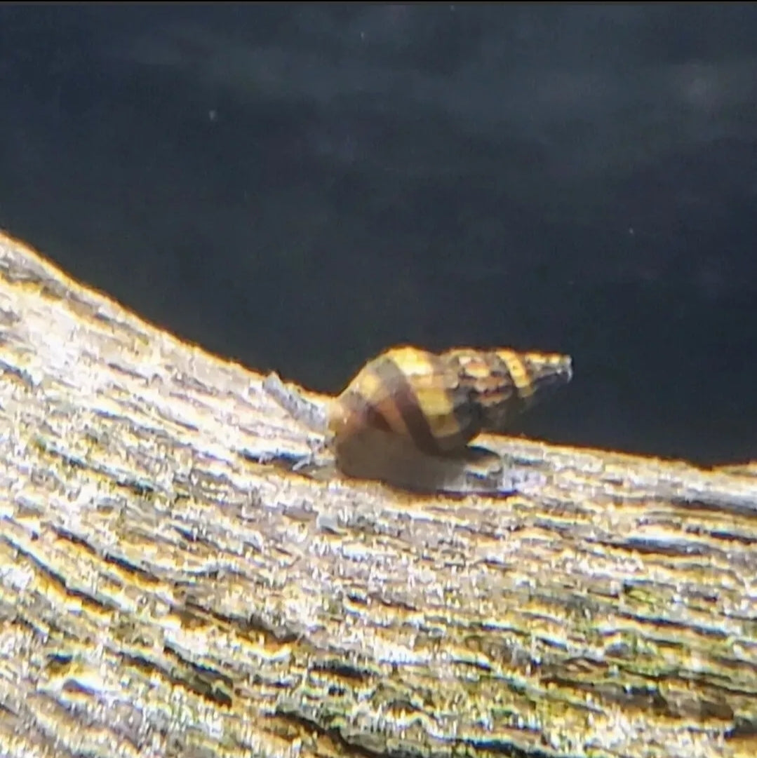 3 Live Assassin Snails (Clea Helena) Live Freshwater Snails/pest snail control