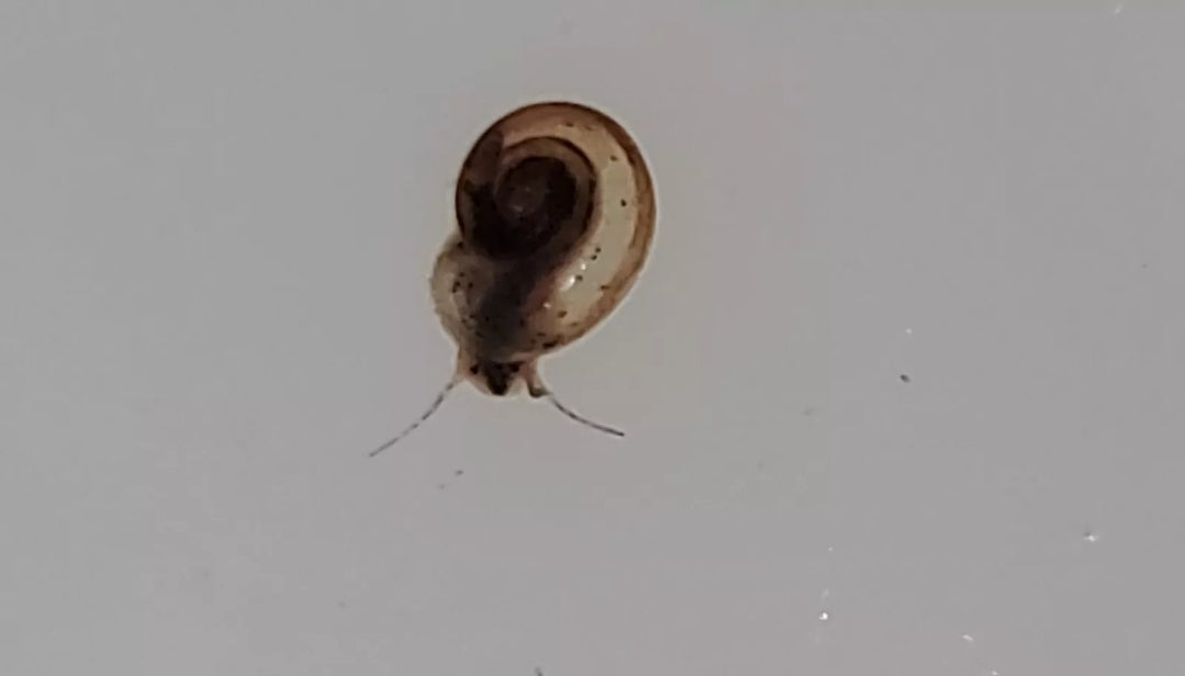 20+ "Mini" Ramshorn Snails (Planorbis Arnoldi)