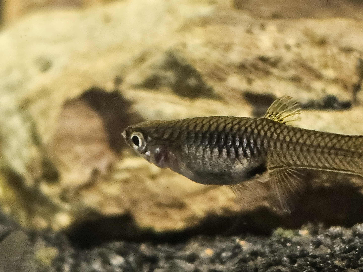 Yellow tiger endler (Poecilia wingei)