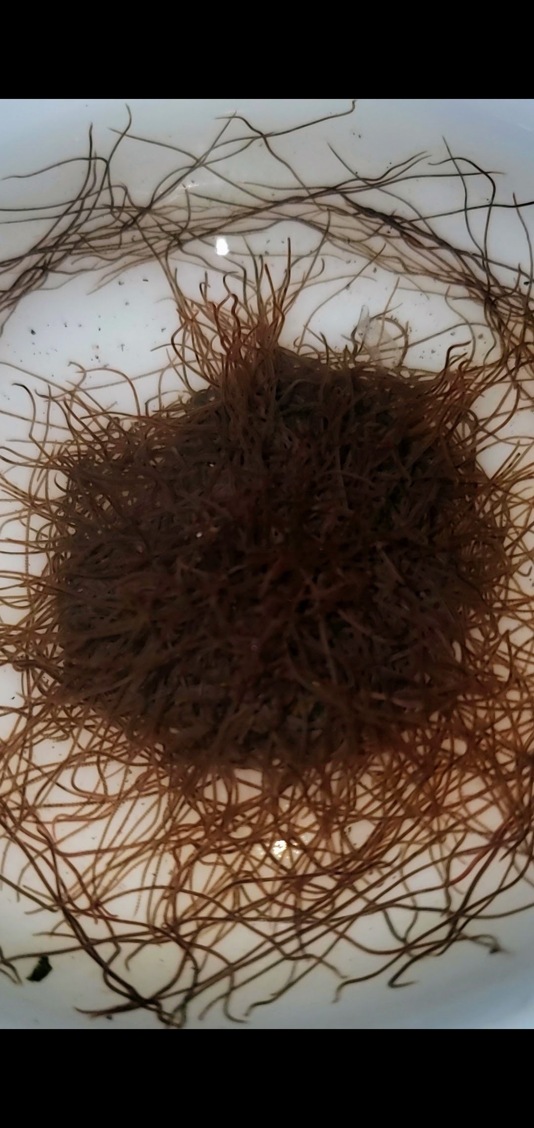 Live Blackworms (Lumbriculus variegatus)
