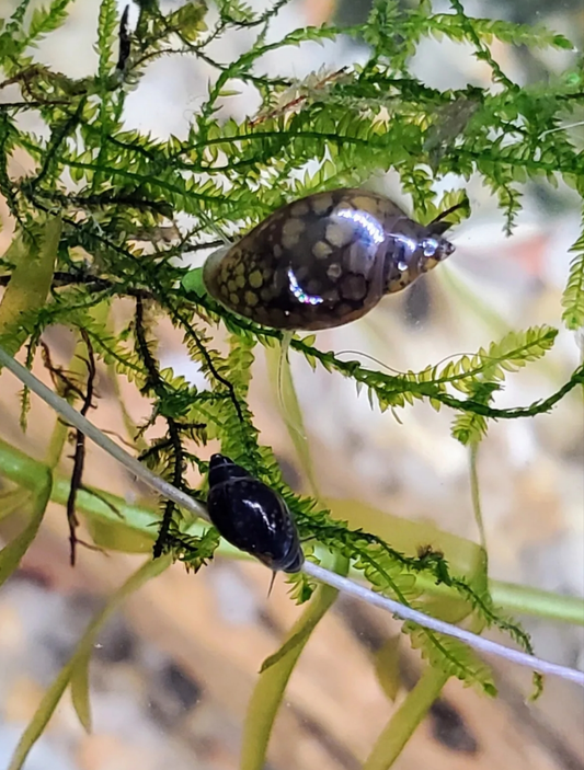 50+ Live Bladder snails(Physella acuta)-Feeders-Nutritious Live Food-Puffer food