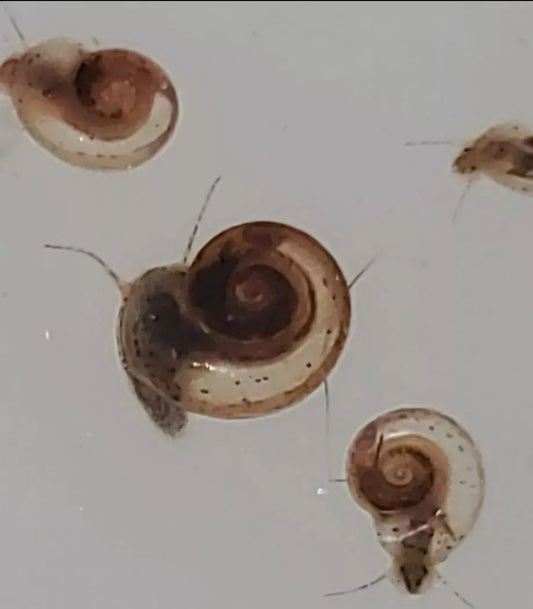 20+ "Mini" Ramshorn Snails (Planorbis Arnoldi) - Tank Cleaners