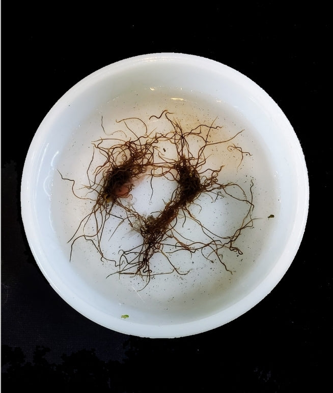 Live Blackworms (Lumbriculus variegatus)