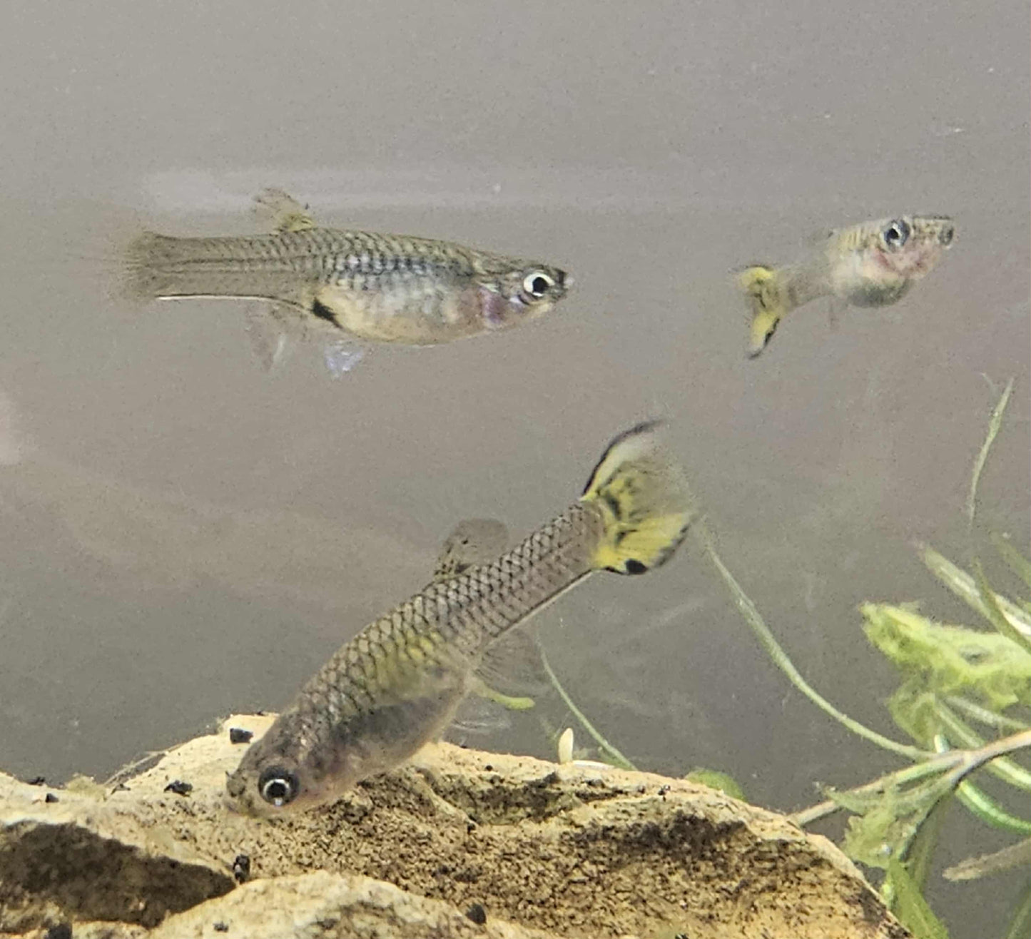 Yellow tiger endler (Poecilia wingei)