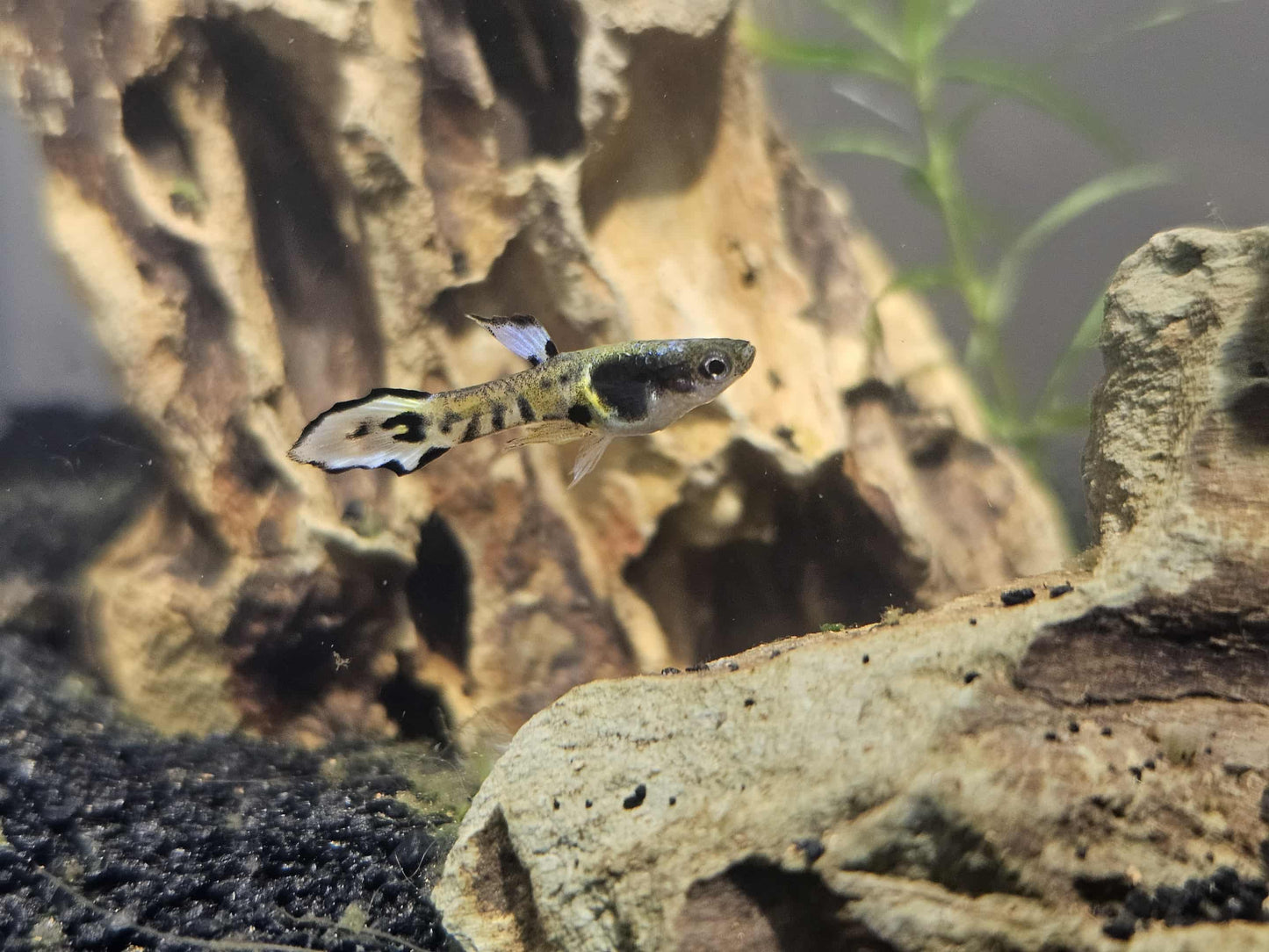 Yellow tiger endler (Poecilia wingei)